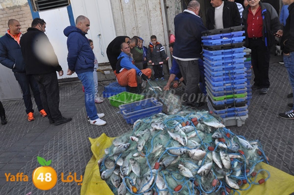 samak denisss (5).JPG